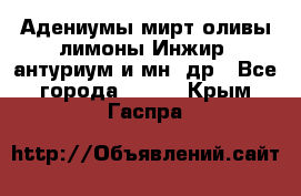 Адениумы,мирт,оливы,лимоны,Инжир, антуриум и мн .др - Все города  »    . Крым,Гаспра